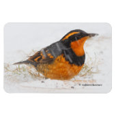 Mooie reuzenhaai in de sneeuw magneet (Horizontaal)