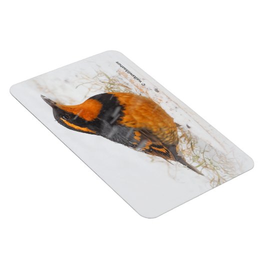 Mooie reuzenhaai in de sneeuw magneet (Rechterzijde)