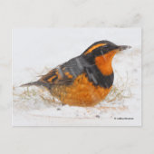 Mooie reuzenhaaienstaarten in de slagsneeuw briefkaart (Voorkant)