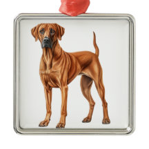 MOOIE RHODESIAN RIDGEBACK HOND