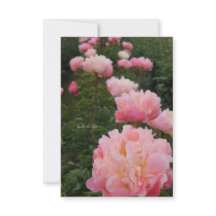 Mooie Rij van Roze Pioenrozen