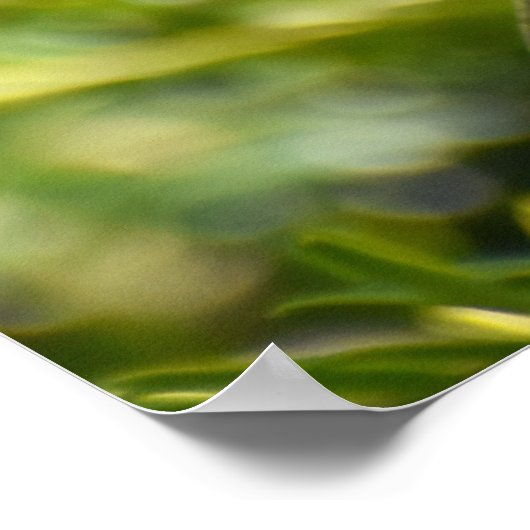 Mooie Robin Poster (Hoek)