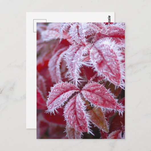 Mooie rode bladeren met stekelige vorst. briefkaart (Voorkant / Achterkant)