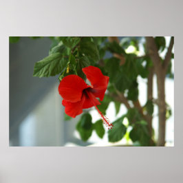 mooie rode bloem  poster