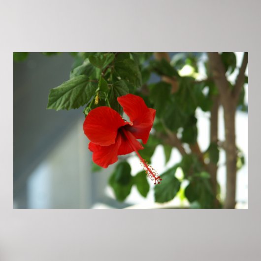 mooie rode bloem poster (Voorkant)