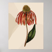 Mooie  Rode Coneflower Green Leave Poster (Voorkant)