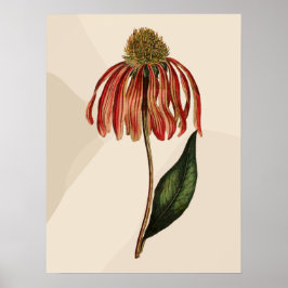 Mooie  Rode Coneflower Green Leave Poster