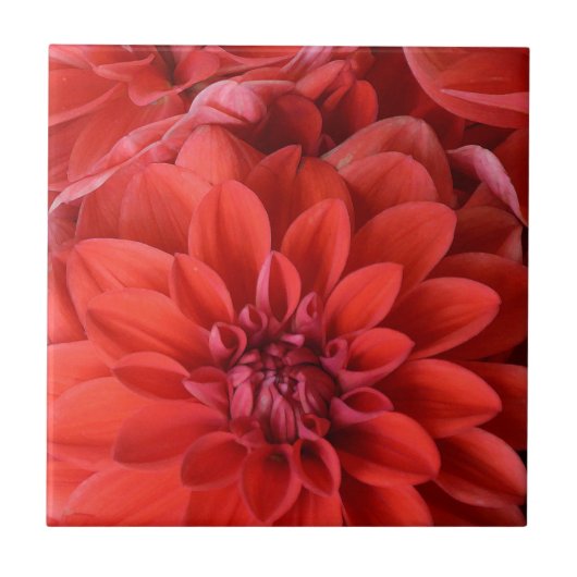 Mooie rode dahlia bloemen tegeltje (Voorkant)
