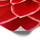 Mooie rode dahlia poster (Hoek)