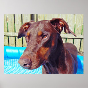 Mooie rode doberman poster