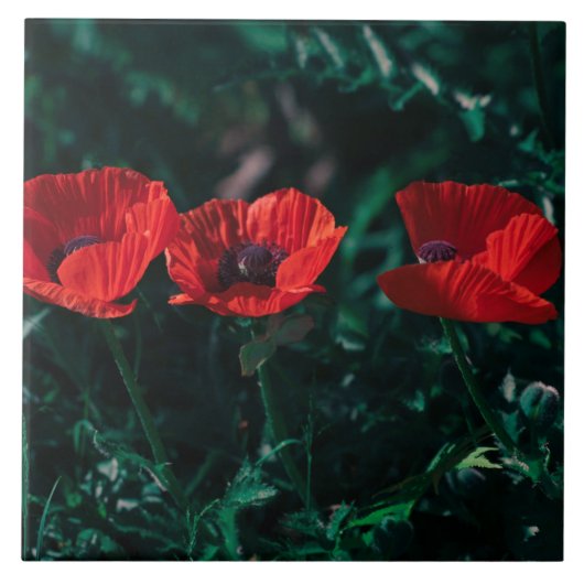 Mooie rode driepuntsbloemen tegeltje (Voorkant)