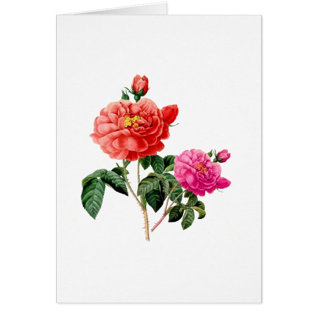 mooie  rode en roze roze roze bloemen (Voorkant)