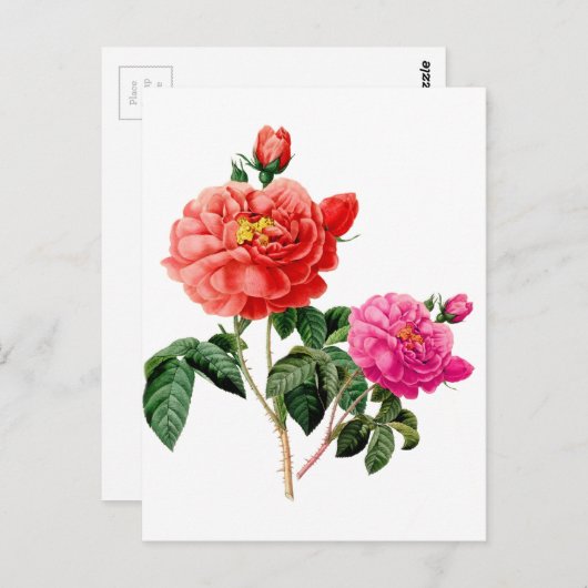 mooie  rode en roze roze roze bloemen briefkaart (Voorkant / Achterkant)