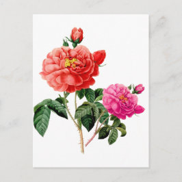 mooie  rode en roze roze roze bloemen briefkaart