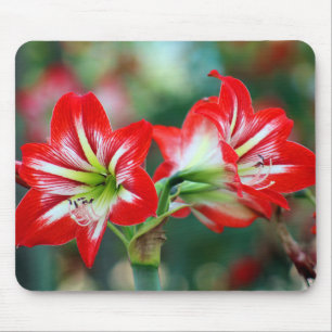 Mooie rode en witte Amaryllis Muismat