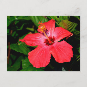 Mooie rode hibiscus bloem briefkaart