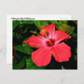Mooie rode hibiscus bloem briefkaart (Voorkant / Achterkant)