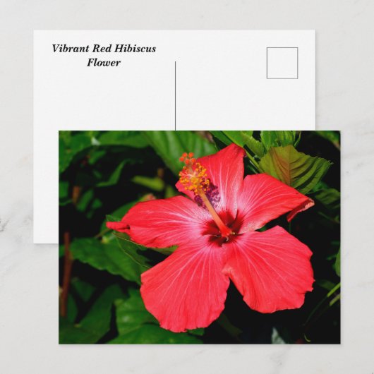Mooie rode hibiscus bloem briefkaart (Voorkant / Achterkant)