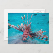 Mooie rode hond vis briefkaart (Voorkant / Achterkant)