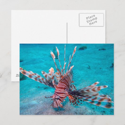 Mooie rode hond vis briefkaart (Voorkant / Achterkant)