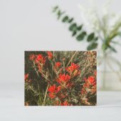Mooie rode, Indiase schilderpenseel Wildbloemen Briefkaart (Staand voorkant)