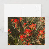 Mooie rode, Indiase schilderpenseel Wildbloemen Briefkaart (Voorkant / Achterkant)