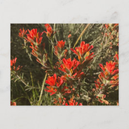Mooie rode, Indiase schilderpenseel Wildbloemen Briefkaart