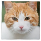 Mooie rode kat tegeltje (Voorkant)