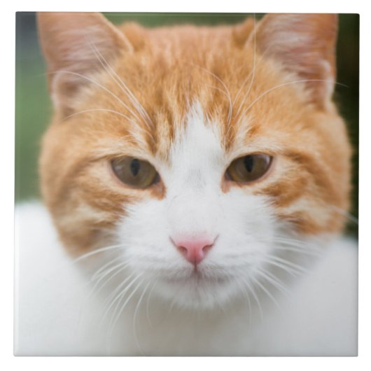 Mooie rode kat tegeltje (Voorkant)