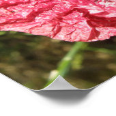 Mooie Rode Klaproos Bloem Macro Print (Hoek)