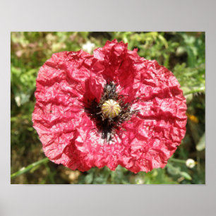 Mooie Rode Klaproos Bloem Macro Print