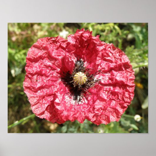 Mooie Rode Klaproos Bloem Macro Print (Voorkant)
