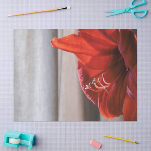 Mooie rode leeuw Amaryllis bloem foto Tissuepapier (Craft)