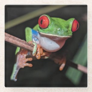Mooie rode ogen boom kikker op een tak glazen onderzetter