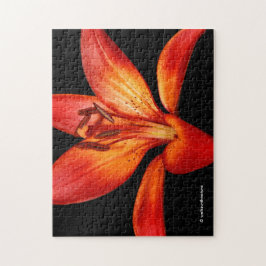 Mooie Rode Oranje Asiatische Lily Gran Paradiso Legpuzzel