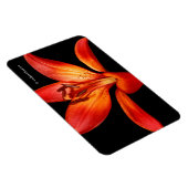 Mooie Rode Oranje Asiatische Lily Gran Paradiso Magneet (Rechterzijde)