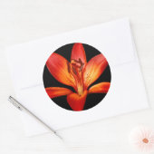 Mooie Rode Oranje Asiatische Lily Gran Paradiso Ronde Sticker (Envelop)