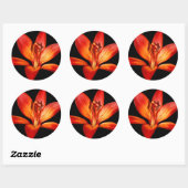 Mooie Rode Oranje Asiatische Lily Gran Paradiso Ronde Sticker (Vel)