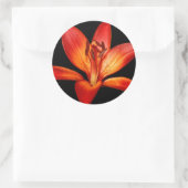 Mooie Rode Oranje Asiatische Lily Gran Paradiso Ronde Sticker (Tas)