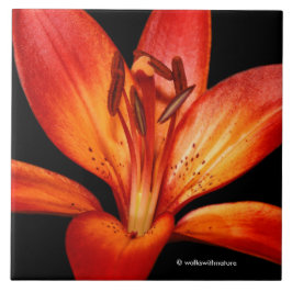 Mooie Rode Oranje Asiatische Lily Gran Paradiso Tegeltje