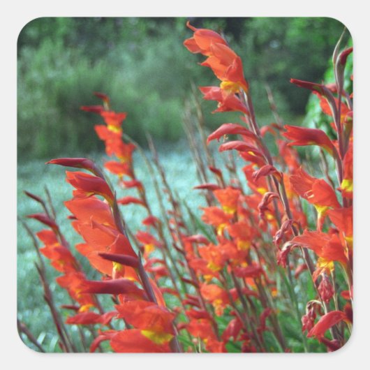 Mooie rode Oranje Gladiolus Flowers Vierkante Sticker (Voorkant)