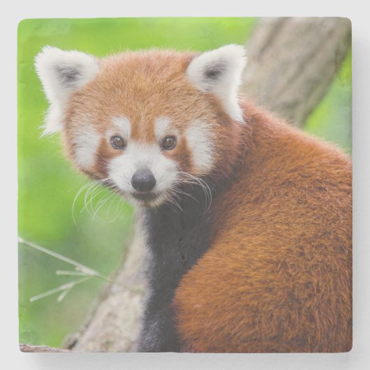 Mooie Rode Panda (Ailurus fulgens) Stenen Onderzetter (Voorkant)