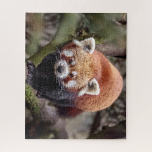Mooie Rode Panda op een Tak Legpuzzel