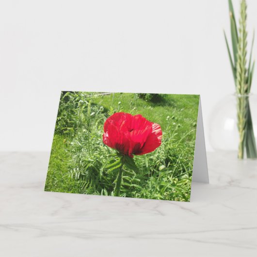 Mooie rode papaver kaart (Voorkant)