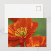 Mooie rode papavery briefkaart (Voorkant / Achterkant)