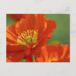 Mooie rode papavery briefkaart