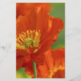 Mooie rode papavery briefpapier
