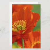 Mooie rode papavery briefpapier (Voorkant / Achterkant)