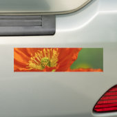 Mooie rode papavery bumpersticker (Op auto)