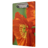 Mooie rode papavery klembord (Links)